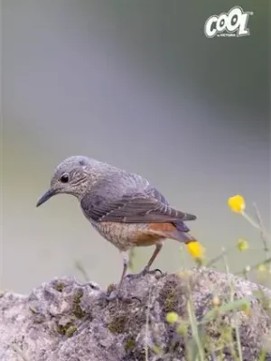 Originální Sešit "Birds", mix motivů, A4, linkovaný, 80 listů, COOL BY VICTORIA OFERTA office vše pro kancelář