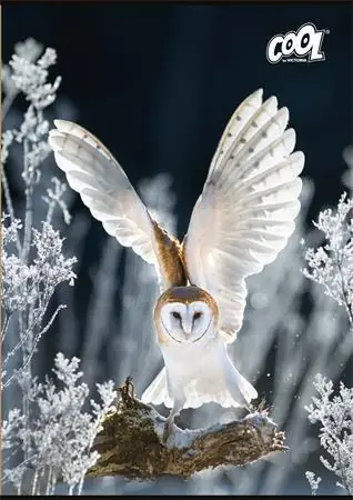 Omezená Nabídka Sešit "Wise Wings", mix motivů, A4, čistý, 80 listů, COOL BY VICTORIA OFERTA office vše pro kancelář